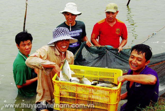 Nhiều cá nhân, tập thể hoạt động tích cực trong sản xuất thủy sản   Ảnh: Trần Út
